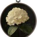 XNXLDYLH Vintage Dark Hydrangea Floral Round Framed Wall Art Decor, Moody Cottagecore Antique Gallery Hanging Wall Decor Decorations, Dark Academia Floral Canvas Prints Wall Art Paintings, 10x10 Inch