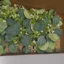 DearHouse Faux Eucalyptus Garland Plant, 2 Pack Artificial Vines Hanging Eucalyptus Leaves Greenery Garland for Wedding Backdrop Arch Wall Decor, 6 Feet/pcs UV Protected Indoor Outdoor