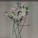 42'' Long Stem White Delphinium Artificial Flowers for Tall Vases 4PCS Fake Hollyhock Silk Flowers Realistic Larkspur Faux Flower for Home Wedding Table Decor Floral Arrangement (Pure White)