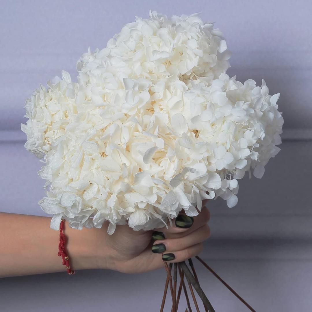 5 PCS Dried Preserved White Hydrangea Flowers - Length 14'' Corolla Size 3''-4'' Real Hydrangeas Petals Handmade for Vase, Arrangement Boho Style Home House Office Wedding Shower Valentine's Decor 5 PCS Dried Preserved White Hydrangea Flowers - Length 14'' Corolla Size 3''-4'' Real Hydrangeas Petals Handmade for Vase, Arrangement Boho Style Home House Office Wedding Shower Valentine's Decor