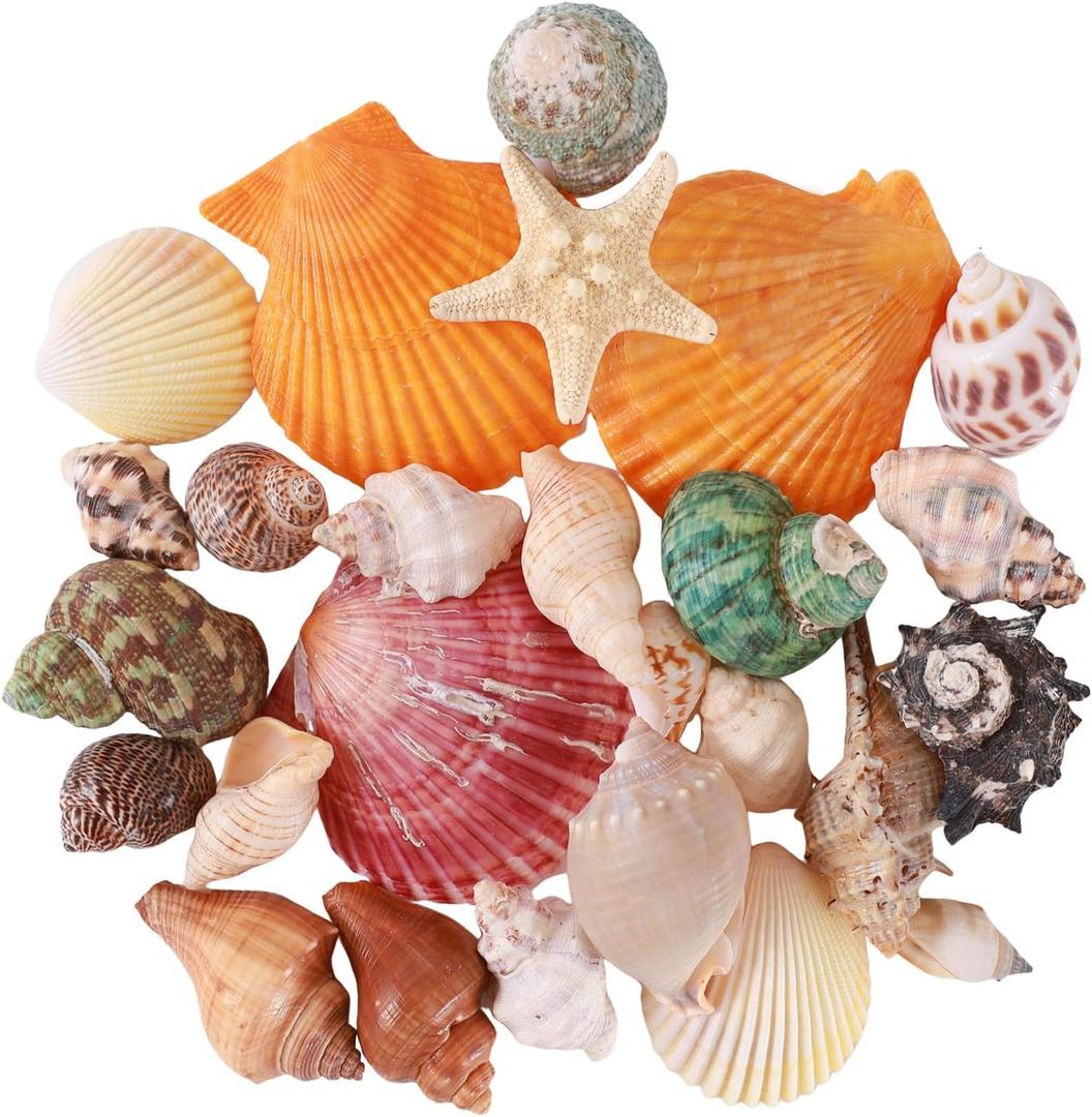 Natural Mixed Beach Seashells and Starfish Kit, Various Sizes Ocean Conch Shells for Beach Theme Party, Home Decor, Fish Tank Aquarium, Wedding Decor & DIY Crafts