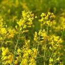 4 x 500+ Seeds Mustard - Vegetable Yellow