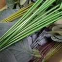103 Pcs Mixed Artificial Eucalyptus Stems with Baby's Breath, 5 Kinds Faux Greenery Stems Bulk for Wedding DIY Bouquets, Realistic Silk Silver Dollar Eucalyptus Leaves for Vase, Home & Party Decor (Color 2)