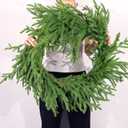 6 Ft Christmas Norfolk Pine Garland Real Touch Artificial Faux Greenery Christmas Garland Decorations for Home Mantle Table Fireplace Stairs Door Indoor Outdoor Holiday Decor