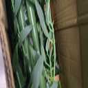 Artificial Bamboo Tree (Green, 4FT/1.2M, Artificial Bamboo Tree 4FT (20 Pack))- UV Resistant Outdoor Indoor Faux Bamboo Screen with Zip Ties & Accessories