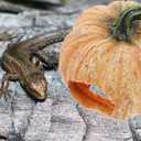 2 x Amosfun Halloween Decoration Resin Pumpkin Cave Reptile Hideout for Turtles Frogs and Lizards - Halloween Party Terrariums and Aquariums Decoration