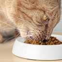 CatGuru Cat Bowls, Whisker Friendly Food Bowl for Indoor Cats, Reliefs Whisker Fatigue, Wide Kitten Dish, Non Slip Pet Dishes, Shallow Pet Plates (Marshmallow, (Pack of 2))