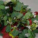 Dolicer 2Pcs 13Ft Artificial Eucalyptus Garlands with Flowers - 8 Roses, Faux Floral Greenery Garlands Fake Flowers Vines for Wedding Table Centerpieces Arch Party Ceremony Backdrop Decor (Red)