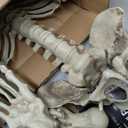 Haunted Hill Farm Life-Size Scary Skeleton Prop, Poseable, Battery-Operated Indoor or Covered Outdoor Halloween Decoration