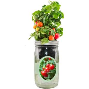 Hydroponic Tomato Growing Kit, Self-Watering Mason Jar Tomato Garden Starter Kit Indoor, Grow Tomatoes from Organic Seeds (Sweetie Cherry Tomato)