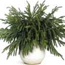 20 Pcs Christmas Norfolk Pine Branches -18" Real Touch Artificial Norfolk Pine Branch Faux Plants Stem Fake Greenery Pine Picks for Vase DIY Crafts Garland Wreath Home Indoor Outdoor Decoration