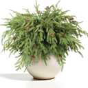 WBHome 12 Pcs Christmas Norfolk Pine Branches with Pine Cones - 18" Real Touch Norfolk Pine Branch- Artificial Xmas Branches Plants Pine Needles for DIY Craft Garland Home Garden Decor