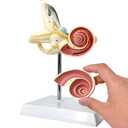 EVOTECH SCIENTIFIC Inner Ear Model Labyrinth Model 2 Part 8X Cochlea Semicircular Canal & Vestibule Open Medical Anatomical Ear Internal Structure Model for Medical Study Display Teaching