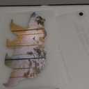 Hard Case Compatible with New MacBook Air 13 Inch Case 2020 2019 2018 Release Model A2337 M1 A2179 A1932 with Retina Display and Touch ID, Matt Plastic Hard Shell Case Cover  Bear & Forest