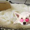 Tuddrom Decorative Extra Soft Faux Fur Blanket Twin Size 70" x 78",Solid Reversible Fuzzy Long Hair Shaggy Fluffy Cozy Plush Fleece Comfy Microfiber Blanket for Couch Sofa Bed,Light Yellow