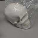 EVOTECH SCIENTIFIC Human Adult Skull Anatomical Model, Medical Quality, Life Size (9" Height) - 3 Part - Removable Skull Cap - Shows Most Major Foramen, Fossa, and Canals - for Medical Student