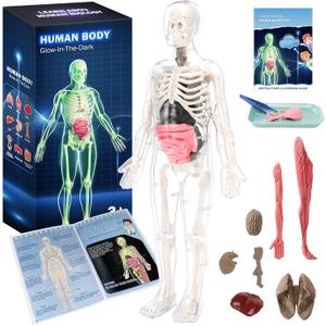 CHMYWJ Glow-in-the-Dark Human Body Anatomy Model Science Skeleton Kits Model for Kids Contains 40 Skeleton Toy with Removable Bones and Organs STEM Educational Toys for Kids, Festival and Birthday Gifts