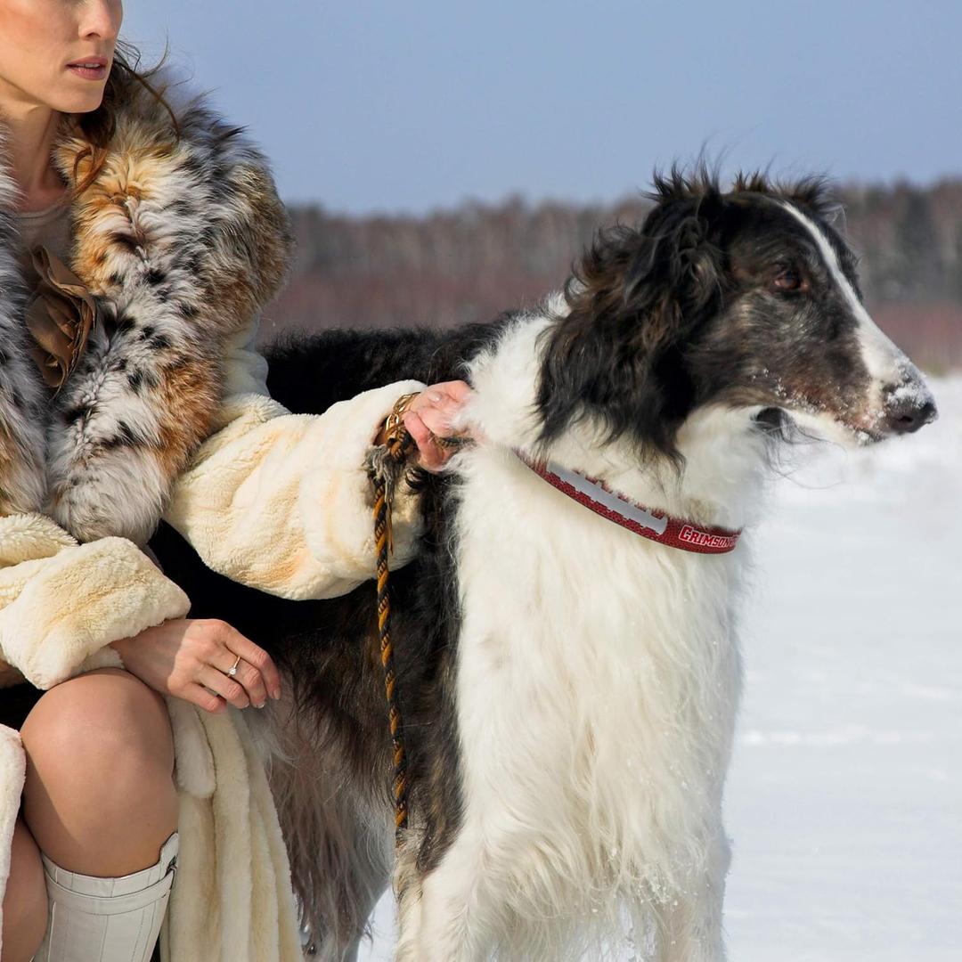 Pets First NCAA Alabama Crimson Tide Premium Dog Collar, Limited Edition, Size Large. Best & Strongest Heavy-Duty Dog Collar!, Large (20-29"" Long & 1"" Wide) (AL-3081-LG)