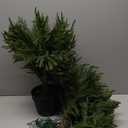 4FT Artificial Norfolk Pine Christmas Tree, Real Touch Faux Potted Tree with Pot for Indoor Outdoor Home Decor, Realistic Fake Plant for Front Porch, Living Room, Office