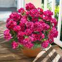 Artificial Geranium Fake Flowers for Outdoors Decoration, 6 Bundles Silk Geraniums Flower UV Resistant Look Real Faux Plants for Outside Planter Front Door Garden Patio Balcony Yard Home, Fuchsia