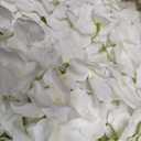 Auihiay 64 PCS Artificial Hydrangea Flowers, Silk Hydrangea Full Flowers Heads with Stems for Wedding Centerpieces, Home, Garden, Baby Shower, Party Decoration (Ivory)