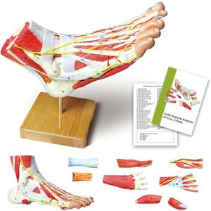 NEW HORIZON Natural Large Foot Anatomical Model 9 Parts with 81 Digital Signs and Corresponding Text Descriptions, including Bones, Muscles, Ligaments, Nerves, and Blood Vessels of The Human Foot