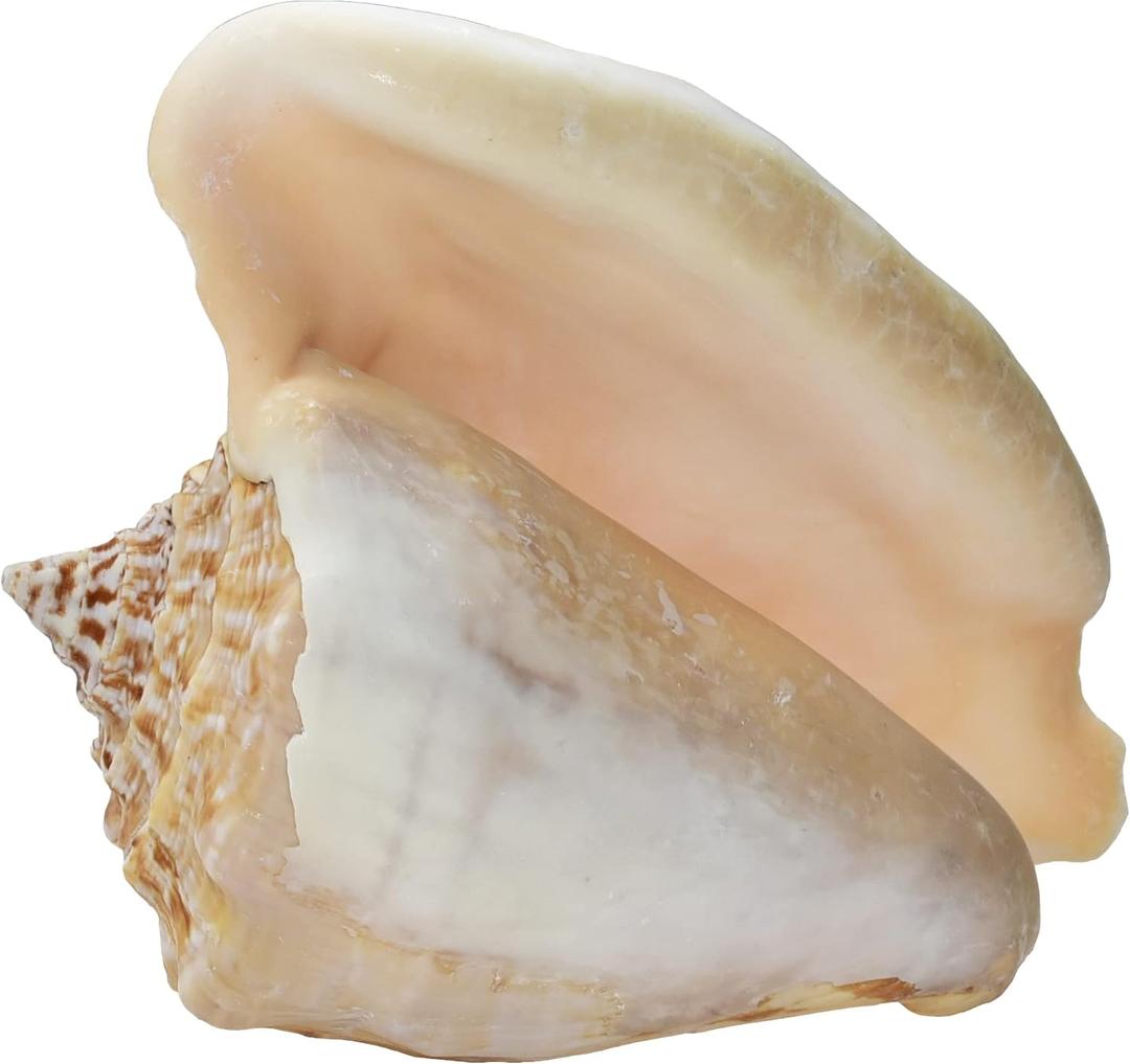 Large Milk Conch Seashell - Bahamas Conch Shell - 5-6 inch by Nautical Beach Decor