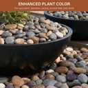 NUPICK 30lb Mexican Beach Pebbles, 2-3" Large River Rocks for Landscaping, Smooth Garden Rocks for Outdoor Paving, Natural Pebbles for Indoor Plants, Decorative Stones for Planters, Fish Tank, Fountai