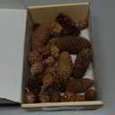 40 PCS Rustic Pine Cone Decorations - Large, Medium and Mini Sizes for Table, Tree and Home Decor
