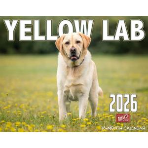 2026 Yellow Labrador Dog Wall Calendar 16-Month X-Large Size 14x22, Monthly Calendar for Home or Office, by The KING Company-Monster Calendars