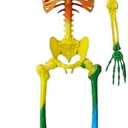 JOYIN 5.6 FT Halloween Posable Life Size Skeleton, Full Body Realistic Bones with Movable Joints, Rainbow Color Giant Skeletons for Halloween Decoration Outdoor, Haunted House Prop, Spooky Scene Party : Patio, Lawn & Garden