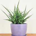 PlantVine Meseta Planter 6.5-inch, Lavender, Indoor/Outdoor