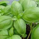 5 x Seeds Genovese Basil Indoor Herb Non GMO Heirloom for Planting