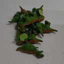 Wind-Up Dinosaur Toy 6+ 12 Pcs
