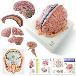 EVOTECH SCIENTIFIC Human Brain Model w/Arteries, 7 Parts Life Size Anatomy Brain Model on a Base Show Horizontal Plain Through Eyeball Level for Science Classroom Study Display, Manual Included