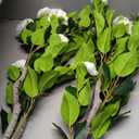 2 Pack Artificial Camellia Tree 43" Fake Tree with 36 Blooming Flowers; 3.6FT Faux Tall Camellia Plants in White Pot,Greenery Potted Plant for Indoor & Outdoor Home Office Porch Decor (White)