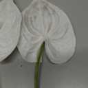 Ling's Moment White Anthurium Flowers, 8pcs Artificial Silk Filler Plants, Faux Greenery Stems for DIY Wedding Bouquets Centerpieces Arrangements Bridal Shower Party Home Decorations