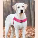 No Pull Dog Harness Pink for Small Medium Large Sized Dog, Reflective Escape Proof Adjustable Dog Harnesses with 2 Patch, XL-Chest size 30-39''