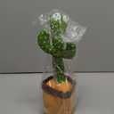 Christmas Dancing Talking Cactus Toy with Adjustbale Volume, Baby Toys Stocking Stuffers Boys Girls Funny Gifts, Interactive Mimicking Repeating Singing, Light Up Toys 6-12 12-18 Months with Songs