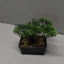 Artificial Bonsai Tree Juniper Faux Plants Indoor Small Fake Plants Decor with Ceramic Pots for Home Table Office Desk Bathroom Shelf Bedroom Living Room Farmhouse Decorations