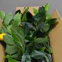 Artificial Lemon Tree 24 Potted Plants for Interior and Exterior dcor use for Home, Office, Living Room, Kitchen, Bedroom, Balcony Decor, Indoor Outdoor Perfect Housewarming Gift 