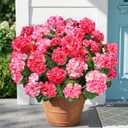 Fake Geraniums Artificial Flowers for Outdoors, 6 Bundles Silk Geraniums Flowers Realistic UV Resistant Fake Plants Faux Flowers for Outside Planters Front Door Garden Balcony Yard Porch Indoor, Mix
