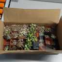 Shop Succulents Assorted Succulent Plant Pack Collection - Live Mini Succulent Plants, Low Maintenance, Mixture of Colors & Textures - Wedding and Party Favors, Gift & Garden, Pack of 32