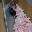 2021 Cobbler Sewing Machine 110V 250W Motor with Stainless Steel Base Eletrical and Manual Sets Leather Sewing Machine for Leather/Shoes/Bags/Clothes/Quilts/Coats/TrousersGreen