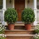25" Artificial Boxwood Topiary Ball Tree - 2-Pack Realistic Touch Dual-Tone UV-Resistant Outdoor Fake Plant with Triangular Stake & Natural Trunk Texture, Faux Topiary Bush for Garden Porch Decor