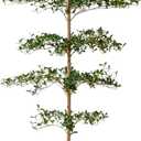 Black Olive Tree Artificial 7 Feet Tall, Artificial Shady Lady Tree, Faux Decorative Tree