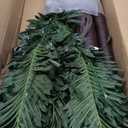 LIGHTSHARE Lighted Palm Tree, Small, Green, 5-Feet (ZLS5FT)