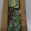 Bulk Artificial Silver Dollar Eucalyptus Leaves Picks Stems and Faux Branches for Vase Bouquets Floral Arrangement Wreath Rustic Farmhouse Greenery Decoration