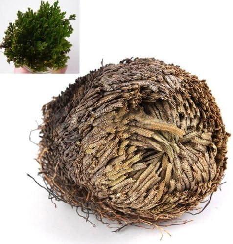 Live Resurrection Plant Rose Of Jericho Dinosaur Plant Air Fern Spike Moss
3 Pcs