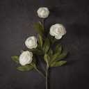 VIERENA 6 PCS Artificial Ranunculus Branches for Vase - 27" Fake Silk Persian Buttercup Stems Look Real Faux Flowers for DIY Bouquet, Table Centerpieces, Farmhouse, Home Decor (Cream)